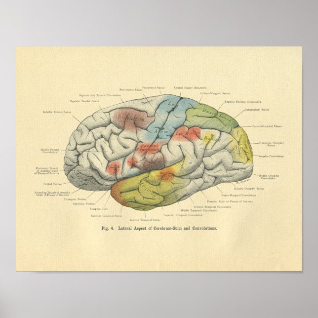 Vintage Frohse Anatomical Brain Sensory Areas Poster (Front)