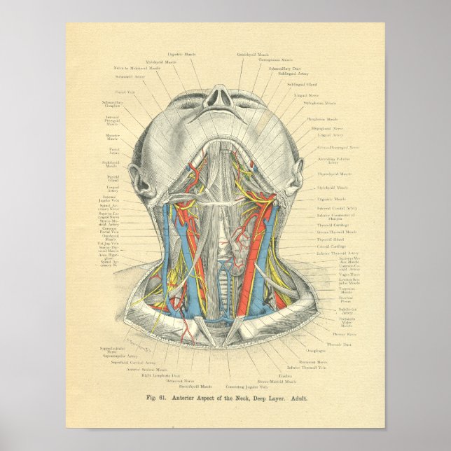 Vintage Frohse Anatomical Neck Deep Layer Poster (Front)