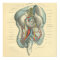 Vintage Frohse Anatomy Intestines Organs