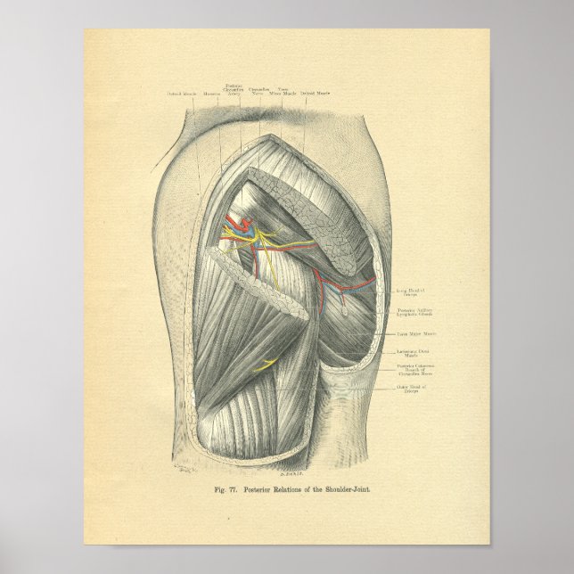 Vintage Frohse Anatomy of Arm & Shoulder Poster (Front)
