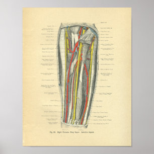 Vintage Frohse Anatomy of Forearm Poster