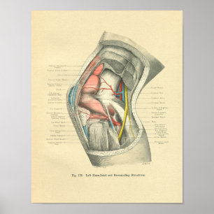 Vintage Frohse Anatomy of Knee Joint Poster