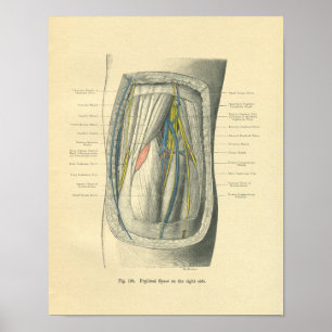 Vintage Frohse Anatomy of Knee & Leg Poster