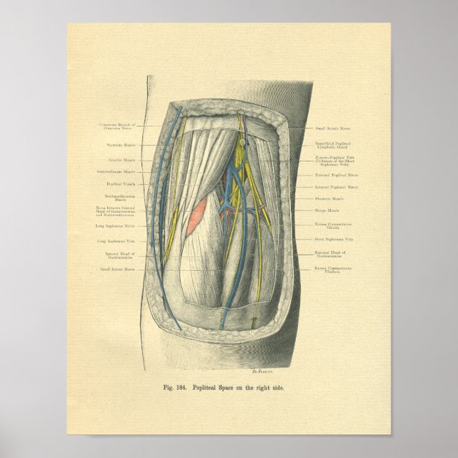 Vintage Frohse Anatomy of Knee & Leg Poster (Front)