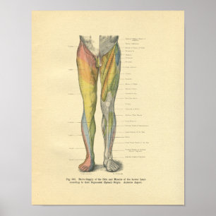 Vintage Frohse Leg Nerve Innervation Print
