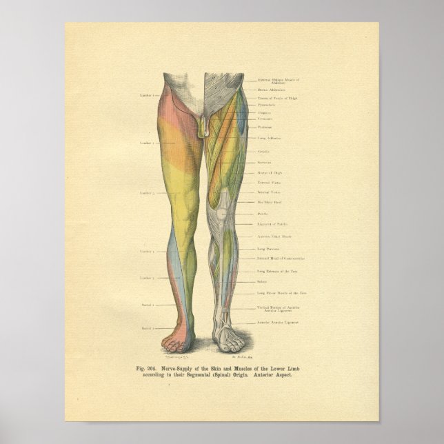 Vintage Frohse Leg Nerve Innervation Print (Front)