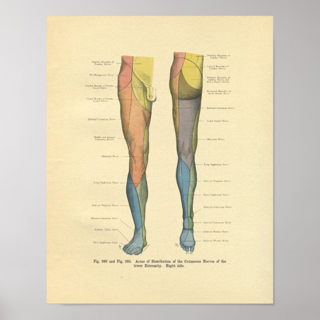Vintage Frohse Leg Nerve Innervation Print (Front)