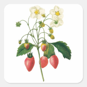 Vintage Fruit Berries Food Strawberries by Redoute Square Sticker