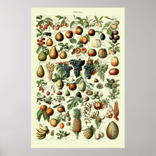 Vintage Fruit by Adolphe Millot Poster