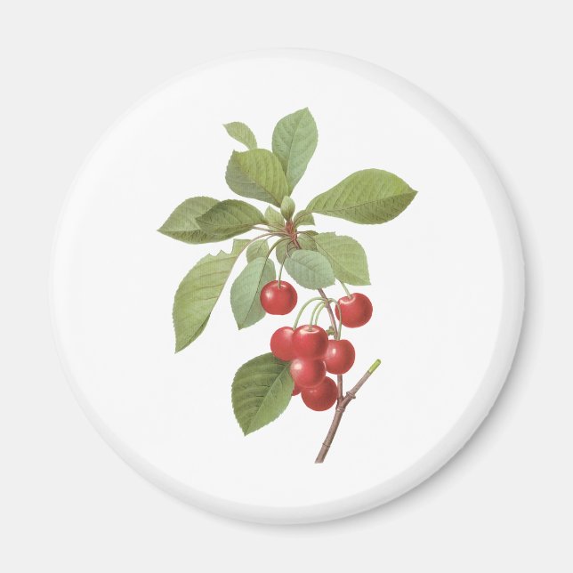 Vintage Fruit Cherry Food, Cherries by Redoute Magnet (Front)