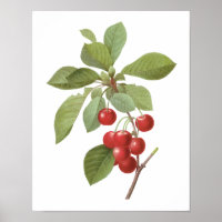 Vintage Fruit Cherry Food, Cherries by Redoute