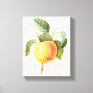 Vintage Fruit Food, Calville Apple by Redoute Canvas Print