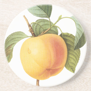 Vintage Fruit Food, Calville Apple by Redoute Coaster