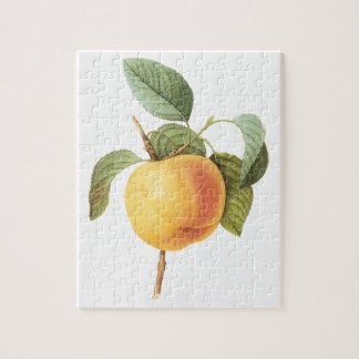 Vintage Fruit Food, Calville Apple by Redoute Jigsaw Puzzle