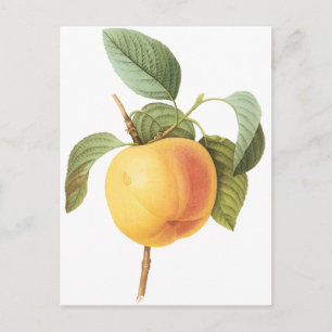 Vintage Fruit Food, Calville Apple by Redoute Postcard
