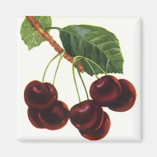 Vintage Fruit Foods, Ripe Cherries from a Tree Magnet