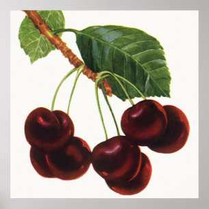 Vintage Fruit Foods, Ripe Cherries from a Tree Poster