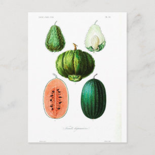 Vintage Fruit Melon Botanical Print Postcard