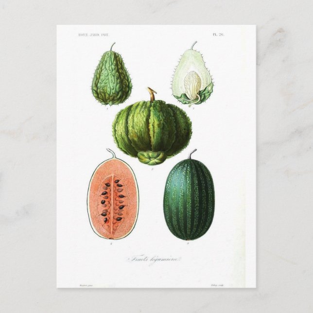 Vintage Fruit Melon Botanical Print Postcard (Front)