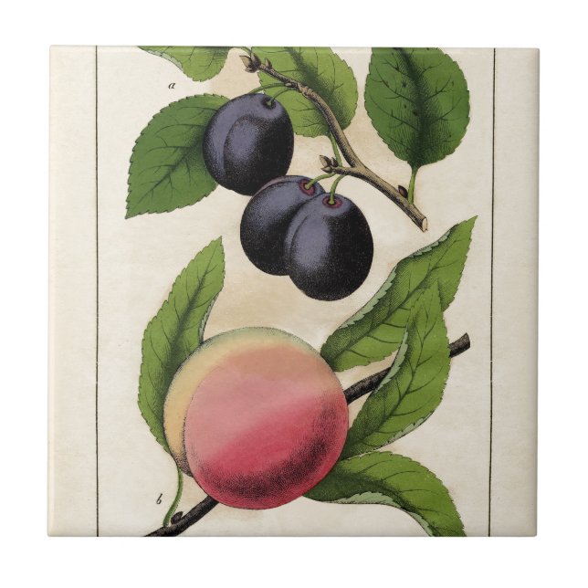 Vintage Fruit Peach Botanical Print Tile (Front)