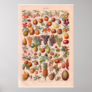 Vintage fruits poster 1920