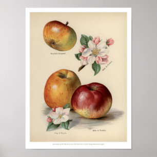 Vintage Fruits Poster - Apple