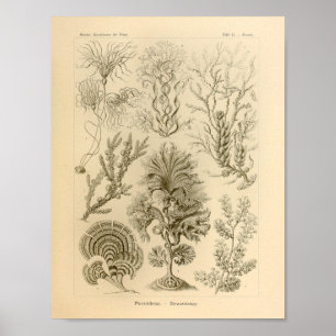 Vintage Fucoideae Colour Ernst Haeckel Print