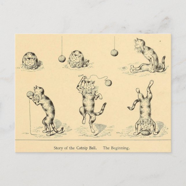 Vintage Funny Catnip Cat Postcard (Front)