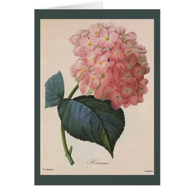 Vintage Garden Flowers, Pink Hydrangea Hortensia (Front)
