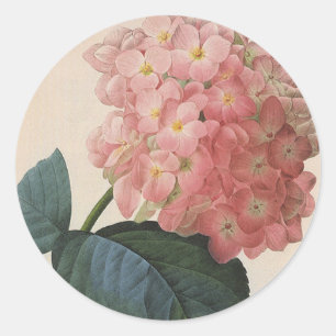 Vintage Garden Flowers, Pink Hydrangea Hortensia Classic Round Sticker