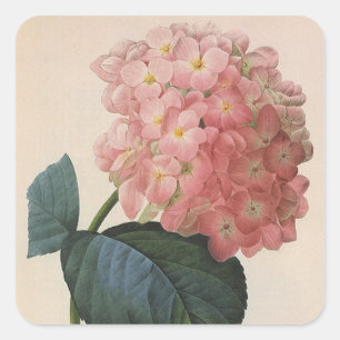 Vintage Garden Flowers, Pink Hydrangea Hortensia Square Sticker
