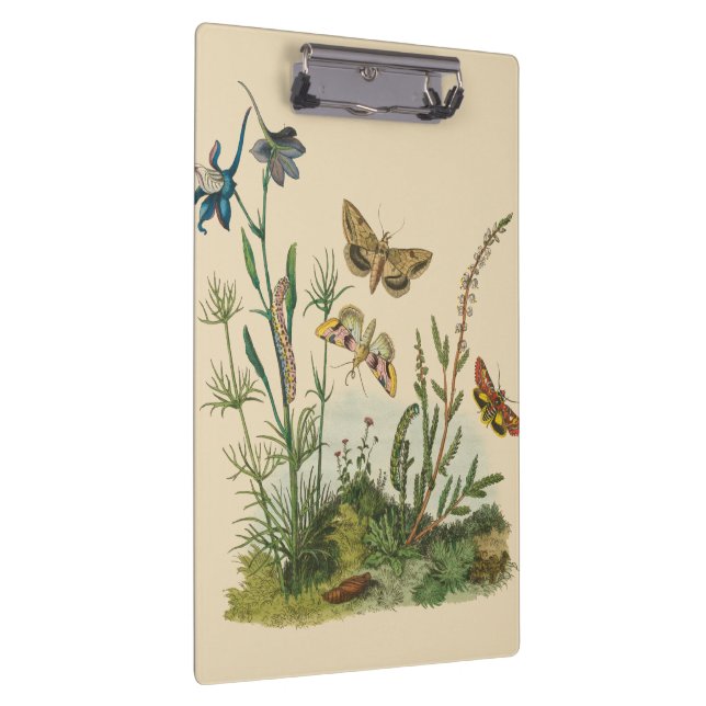 Vintage Garden Insects, Butterflies, Caterpillars Clipboard (Right)