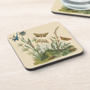 Vintage Garden Insects, Butterflies, Caterpillars Coaster