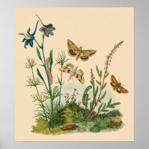 Vintage Garden Insects, Butterflies, Caterpillars Poster