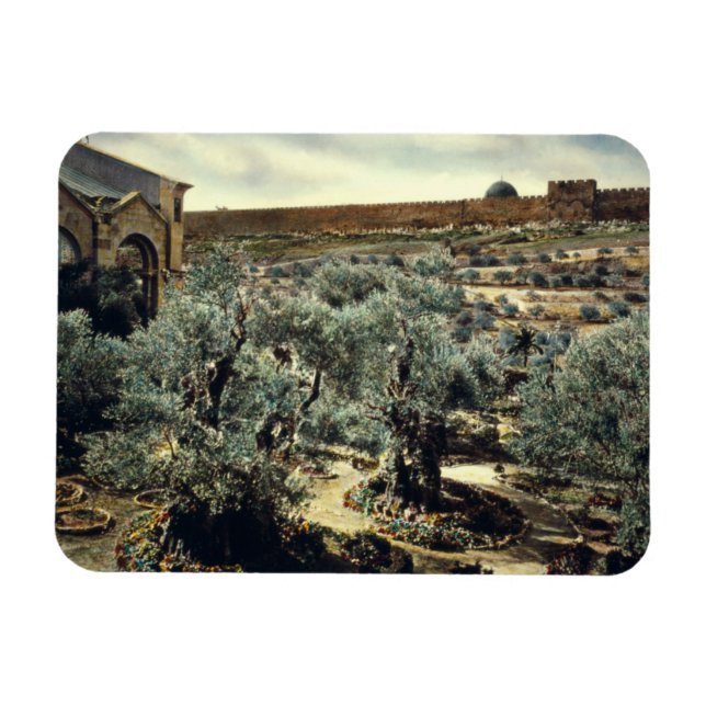Vintage Garden of Gethsemane Jerusalem Israel Magnet (Horizontal)