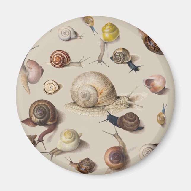 Vintage Garden Snails Scientific Illustration Magnet (Front)