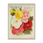 Vintage Gardening Begonia Flower Seeds Catalogue