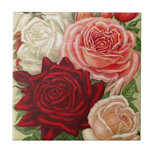 Vintage Gardening Roses Ceramic Tile (Front)