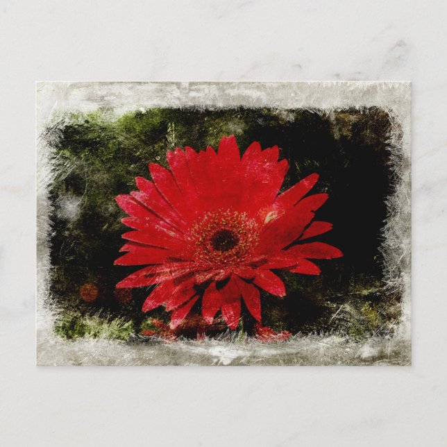 Vintage Gerber Daisy Postcard (Front)