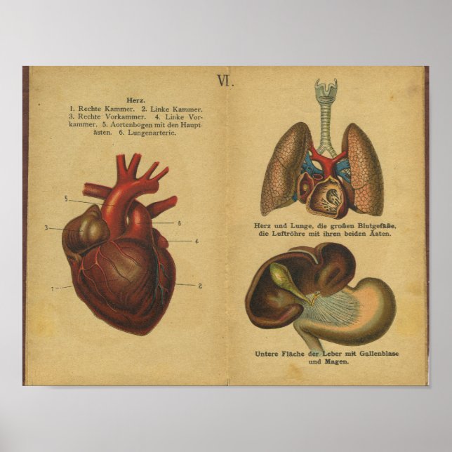 Vintage German Anatomy Print Internal Organs (Front)