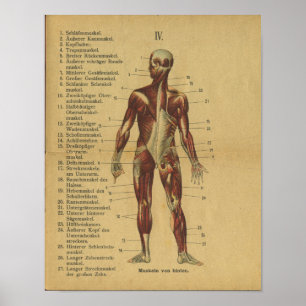 Vintage German Anatomy Print Muscles