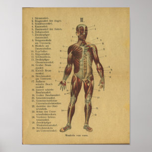 Vintage German Anatomy Print Muscles