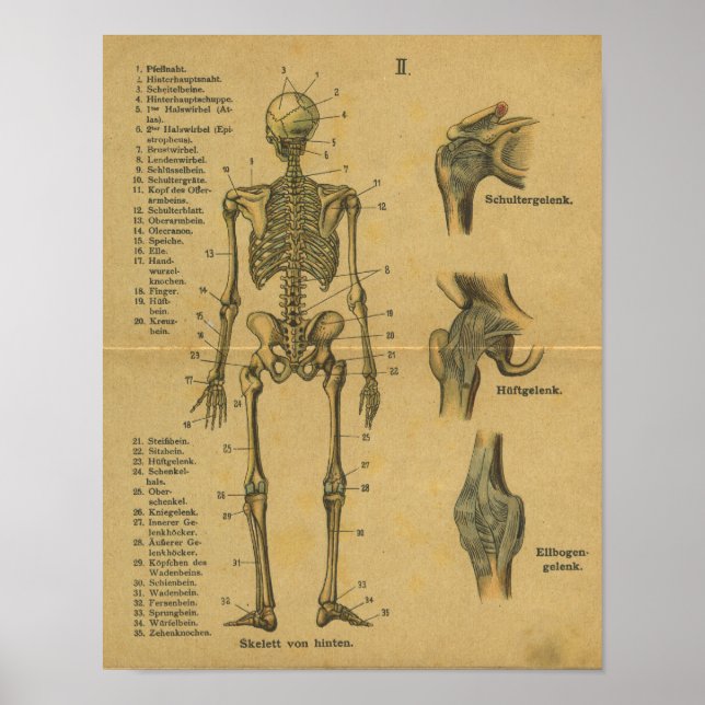 Vintage German Anatomy Print Skeleton (Front)