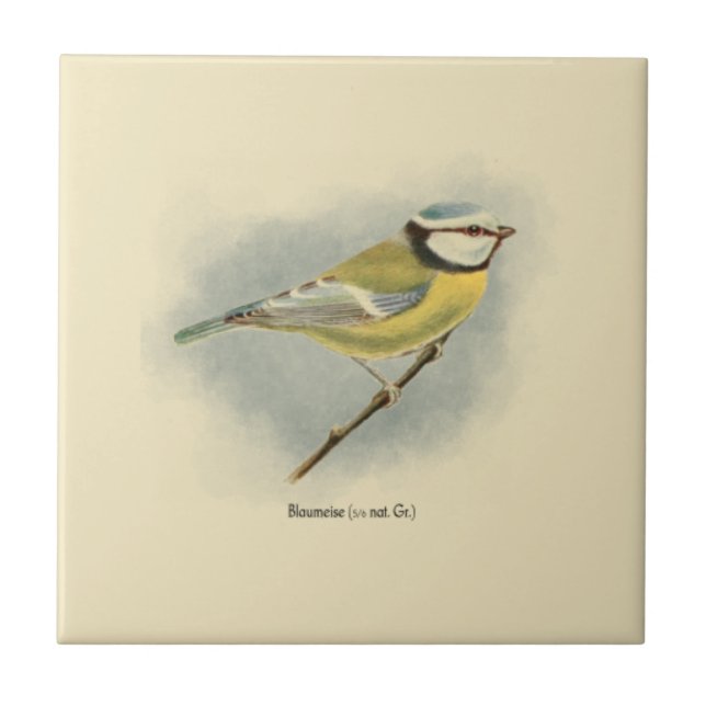 Vintage German Blue Tit Illustration Tile (Front)