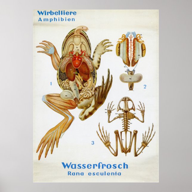 Vintage German Frog Dissection Chart (Front)