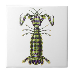 Vintage Giant Mantis Shrimp Marine Art Print Tile