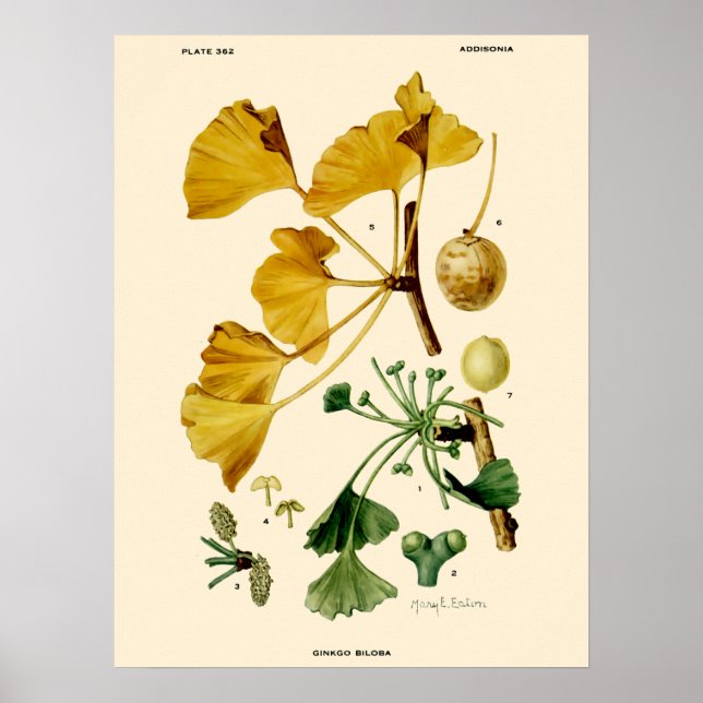 Vintage Ginkgo Biloba Botanical Illustration Poster (Front)