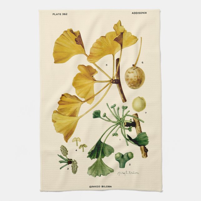 Vintage Ginkgo Biloba Botanical Illustration Tea Towel (Vertical)