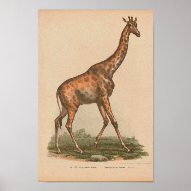 Vintage Giraffe Animal Art Print Natural History (Front)