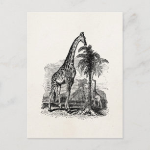 Vintage Giraffe Personalised Animal Illustration Postcard